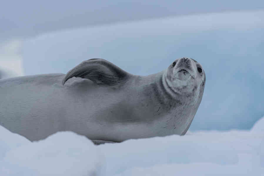 Foca de Weddell - Antártida 09.jpg